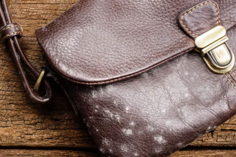 کپک-زدن-چرم